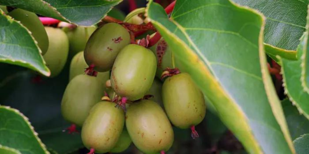 Constipated? This Tiny Fruit Can Give You Big Relief Not Prunes!